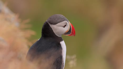 papagayo atlántico (fratercula arctica), en la roca de la isla de runde (noruega).