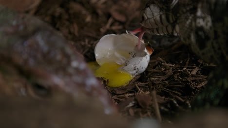 a tegu lizard chowing down on a chicken egg it raided from a coop