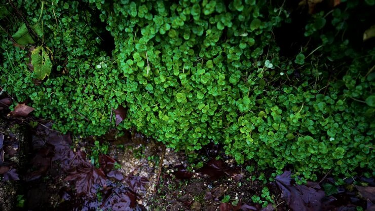 Lush clover patch with wet fallen leaves