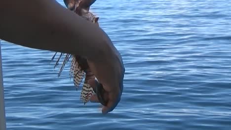 Preparing-Lionfish-for-dinner