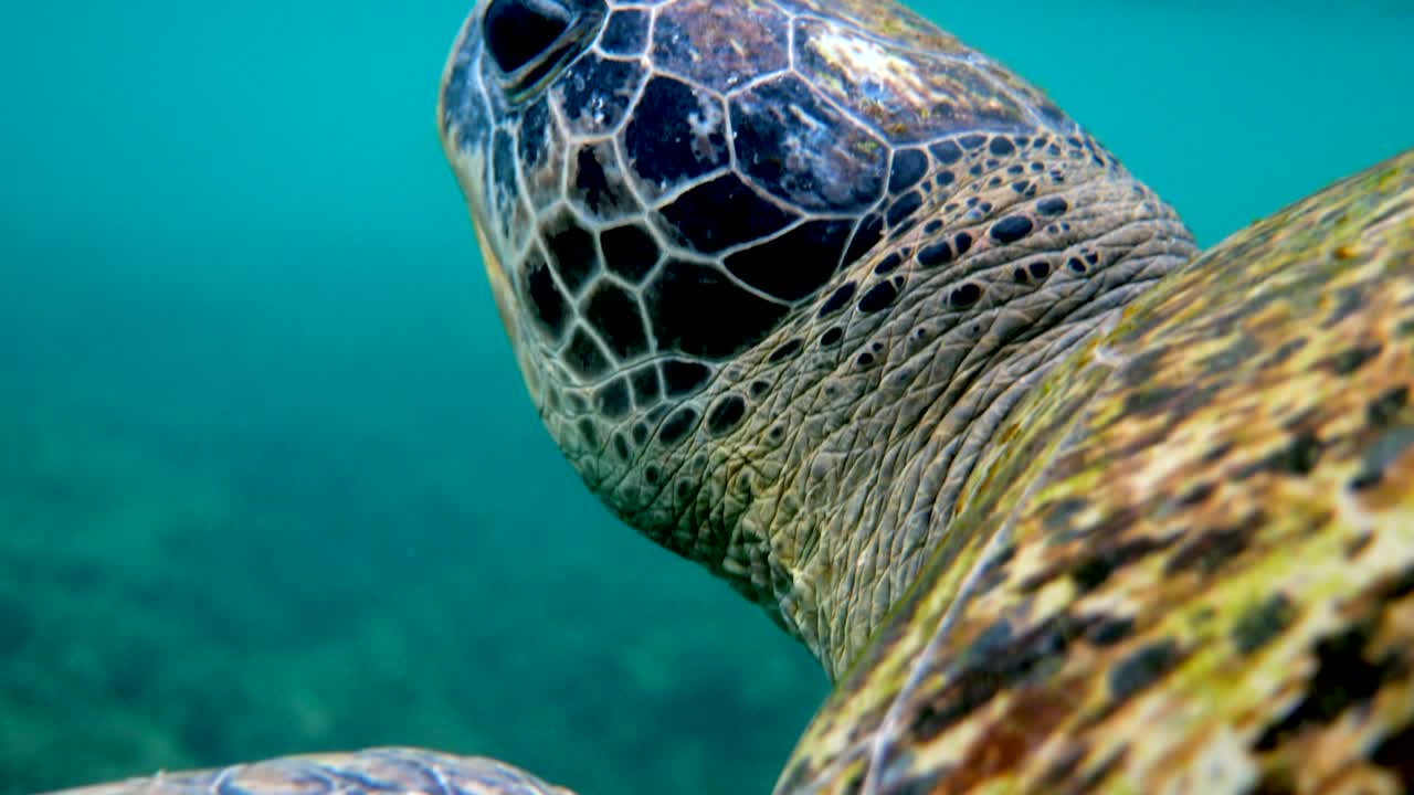 Close up of sea green turtle head. Underwater video of huge big sea turtle in deep ocean wildlife. Scuba diving or snorkeling.