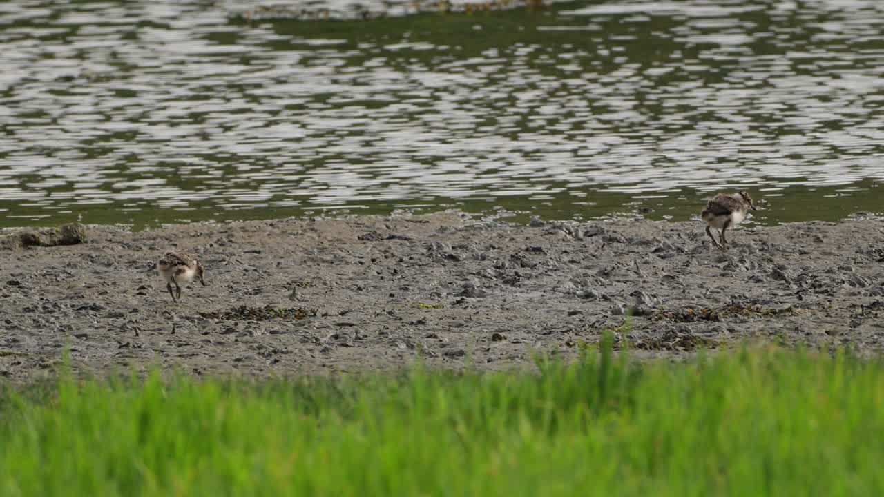 Vibeunger (Vanellus vanellus) bevæger sig langs kystlinjen i Ulvik, Norge, om sommeren