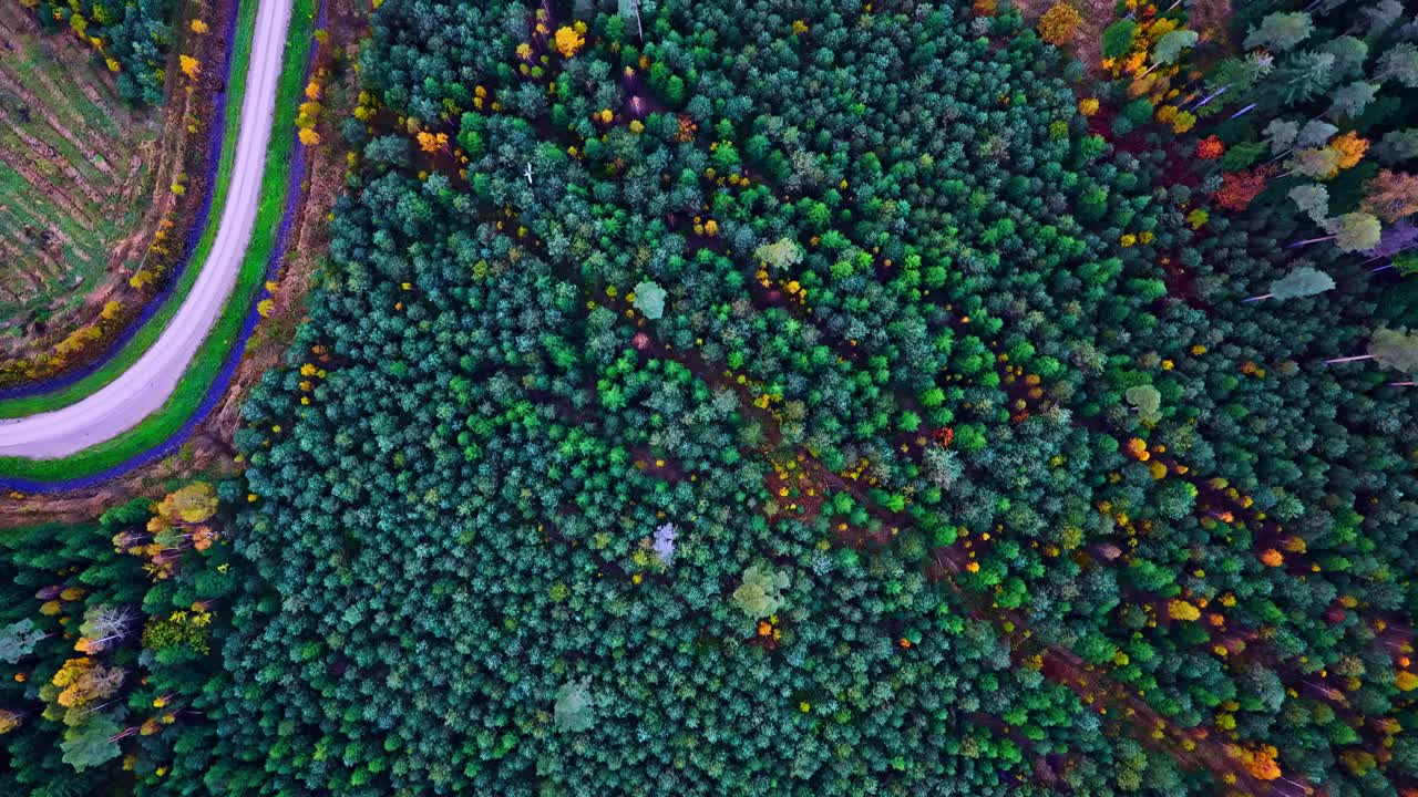 Top-down aerial of autumn forest and logged land with winding, dirt road