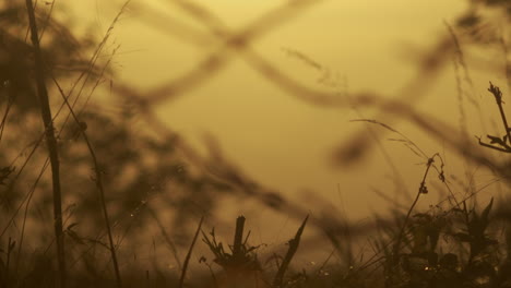 silhouette of a branch and grass moving in a breeze during sunset