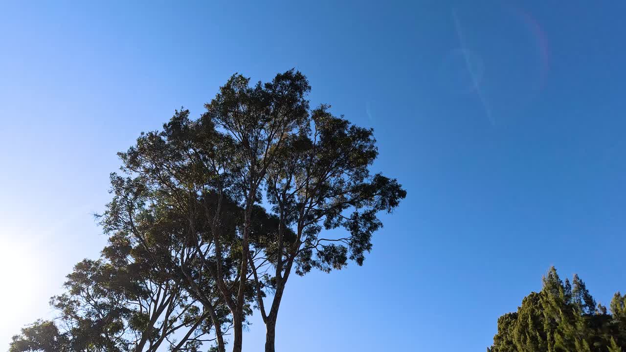 은 파란 하늘 아래 흔들리는 나무