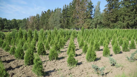 Growth-of-seedlings-thuja-on-plantation.-Many-green-thuja-trees-planted-in-row