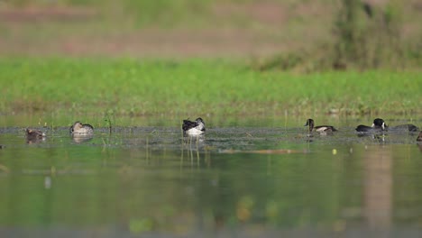 flock of ducks in wetland in morning