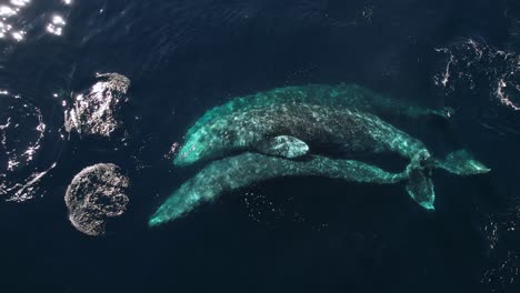 gray whales rolling over each other as they migrate south to mexico near catalina island