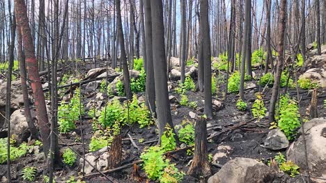 Sliding-images-show-how-nature-recovers-and-new-greenery-grows-back-after-a-forest-fire