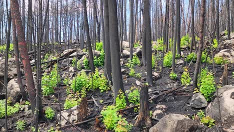 imágenes deslizantes muestran cómo la naturaleza se recupera y nueva vegetación crece de nuevo después de un incendio forestal