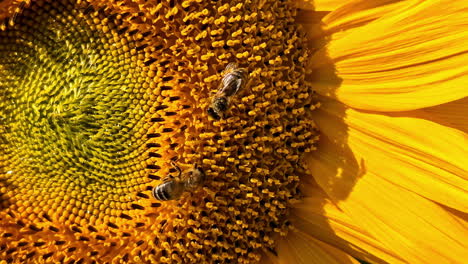 bees gathering nectar on a bright sunflower in close-up under sunlight