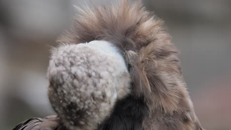 Cinereous-vulture-(Aegypius-monachus)-is-a-large-raptorial-bird-that-is-distributed-through-much-of-temperate-Eurasia.-It-is-also-known-as-the-black-vulture,-monk-or-Eurasian-black-vulture.