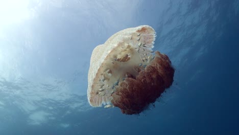 Große-Weißgefleckte-Qualle-Schwimmt-Im-Offenen-Wasser-Mit-Mehreren-Jungfischen,-Die-Sich-Vor-Raubtieren-In-Ihrer-Glocke-Verstecken