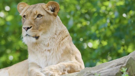 A lioness calmly rests on a large log, occasionally shifting her gaze. Bright natural daylight illuminates her against a vibrant green, leafy background