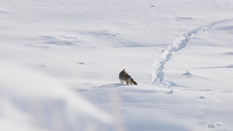 coyote looking for food in the winter in montana