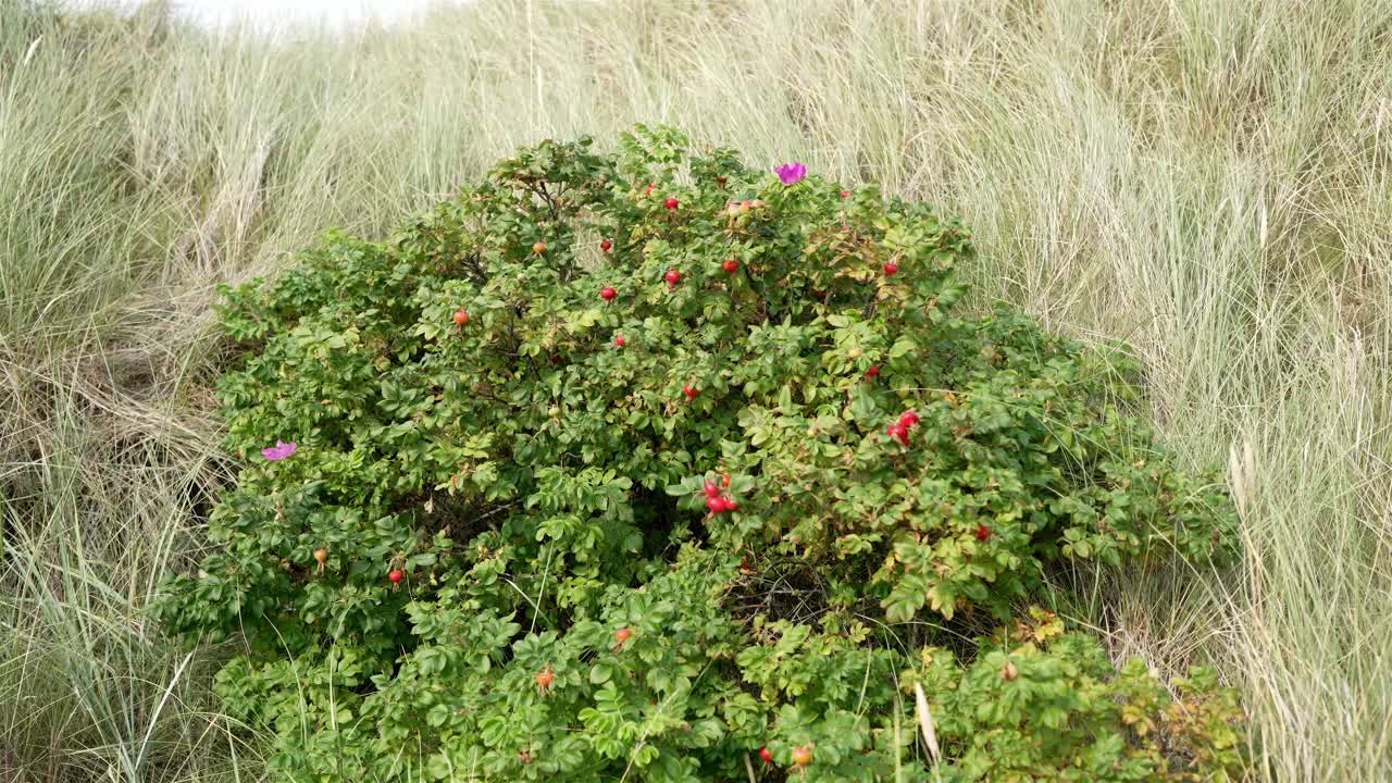A resilient bush with vibrant pink flowers stands amid dry grass on a Swedish beach, adding a touch of color to the muted coastal landscape.