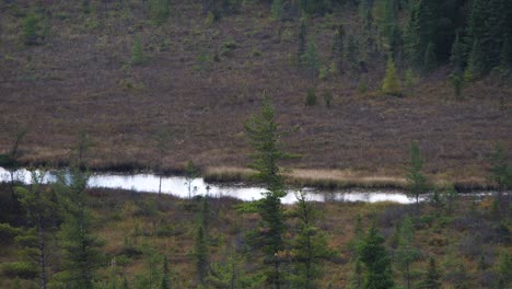 Hermosa-Vista-Sobre-El-Paisaje-Típico-De-La-Campiña-Canadiense-Con-Un-Colorido-Bosque-Otoñal-En-El-Parque-Algonquin,-Caída-De-Canadá