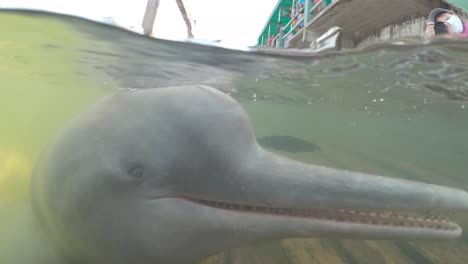 river dolphin swimming in the water with garbage