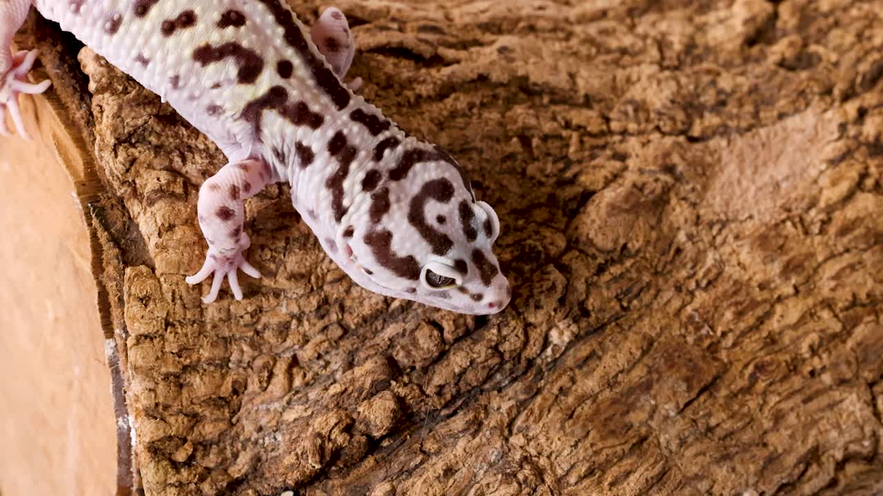 Un geco leopardo maculato si muove su una corteccia ruvida marrone in condizioni di illuminazione da studio.