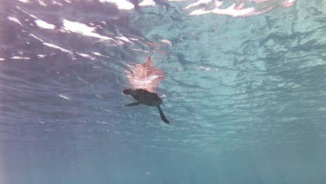 hawksbill turtle suspended it the aqua clear blue ocean around indonesia