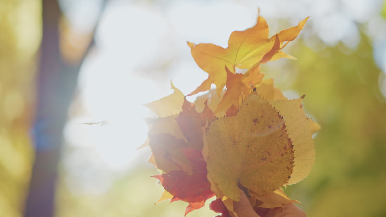 close up of colorful autumn leaves held against bright sunlight as person in background admires vibrant foliage, glowing rays create dreamy lens flare and golden bokeh