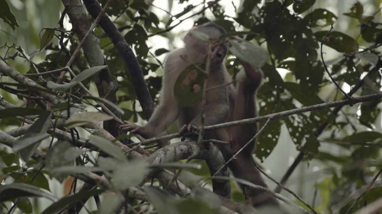 pequeño mono capuchino usando sus pies para rascarse antes de darse la vuelta