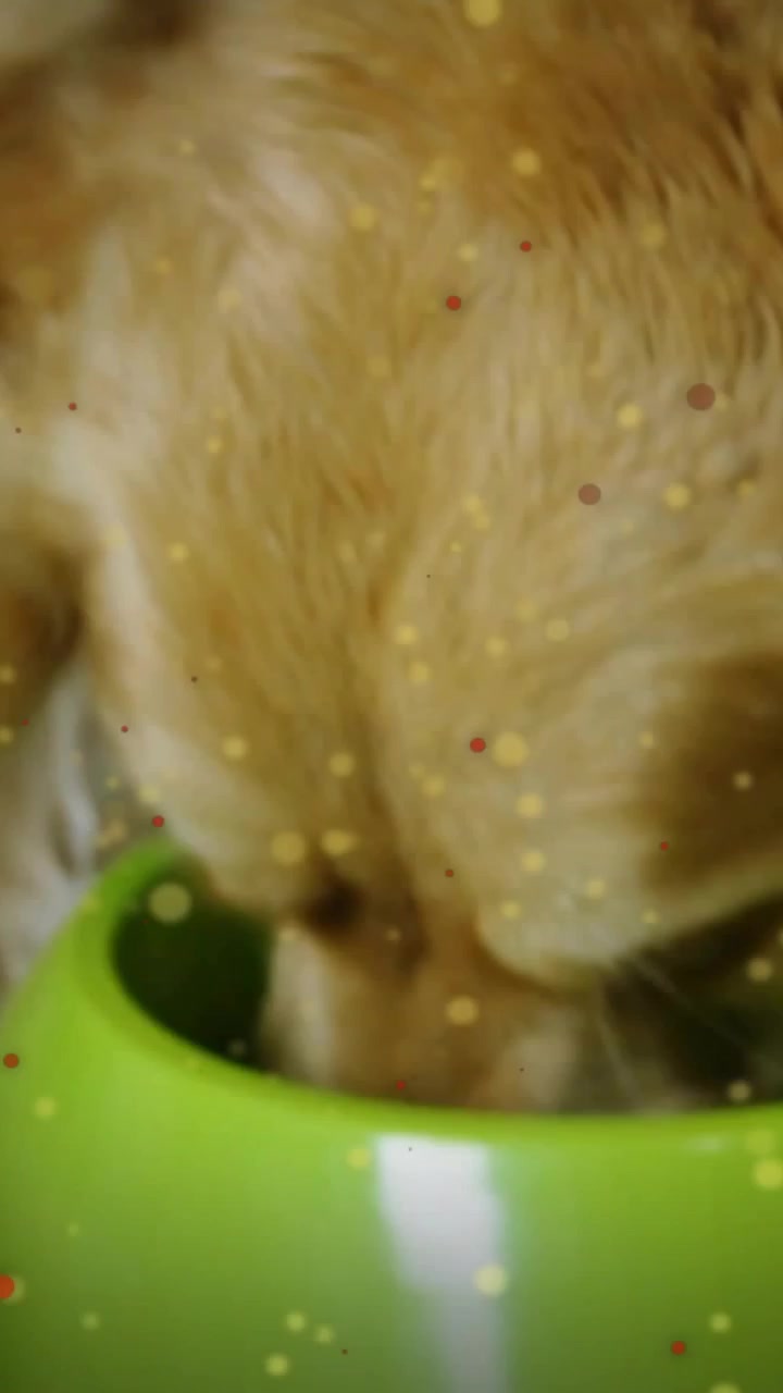 Vertikales Video: Frau streichelt und führt Katze in eine grüne Schüssel, Katze frisst, Tierpflege mit gold-roten Sprenkeln