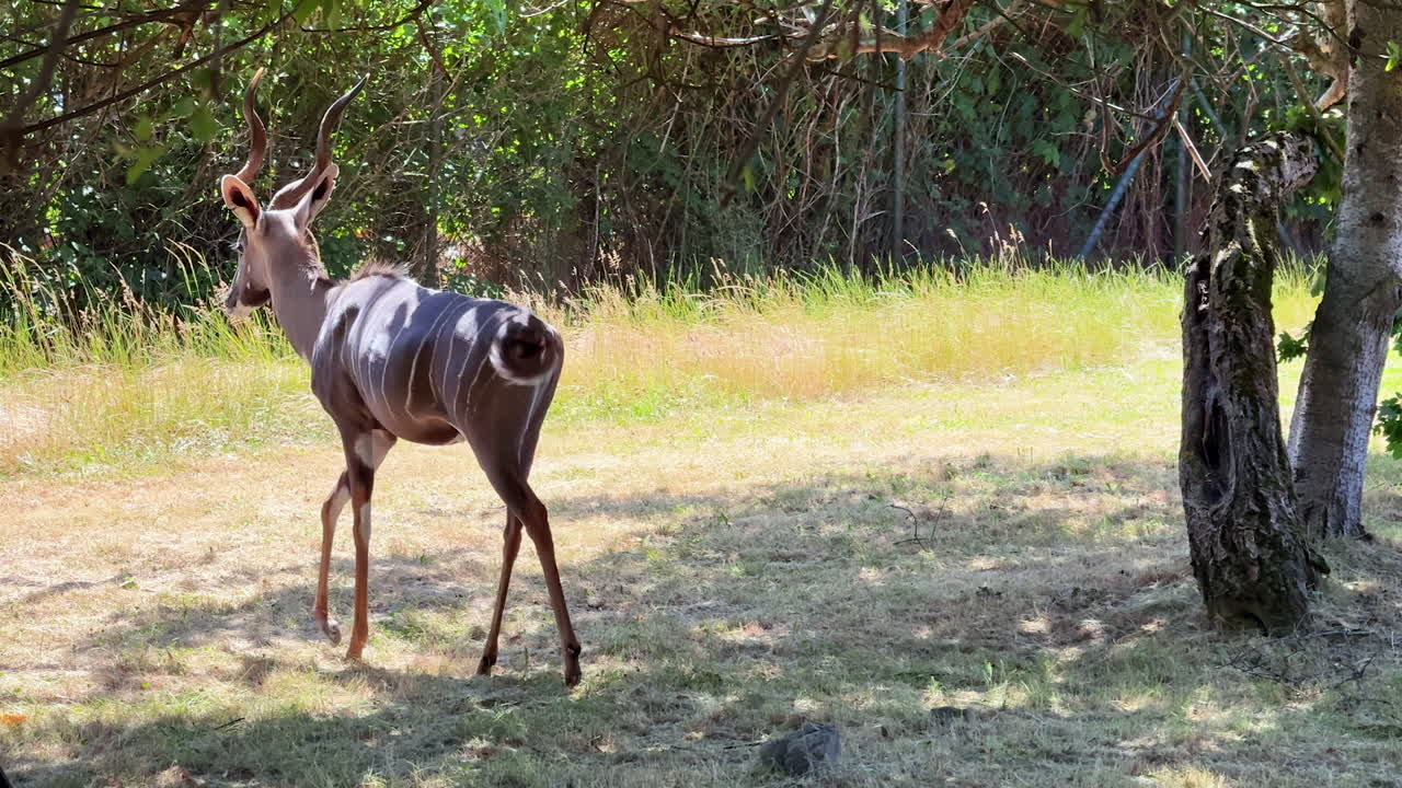Beautiful antelope walking in nature. A graceful antelope strolls through tall grass under trees in a serene outdoor setting during daylight