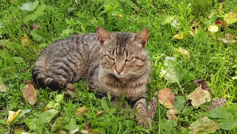 adult domestic cat sitting in the green grass on a sunny day