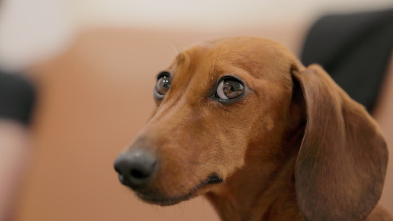 Inside on a couch, a red Dachshund turns its head in smooth slow motion to look directly at the camera with a curious and alert expression
