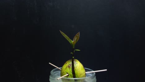 timelapse de una semilla de aguacate brotando y creciendo hojas con fondo negro