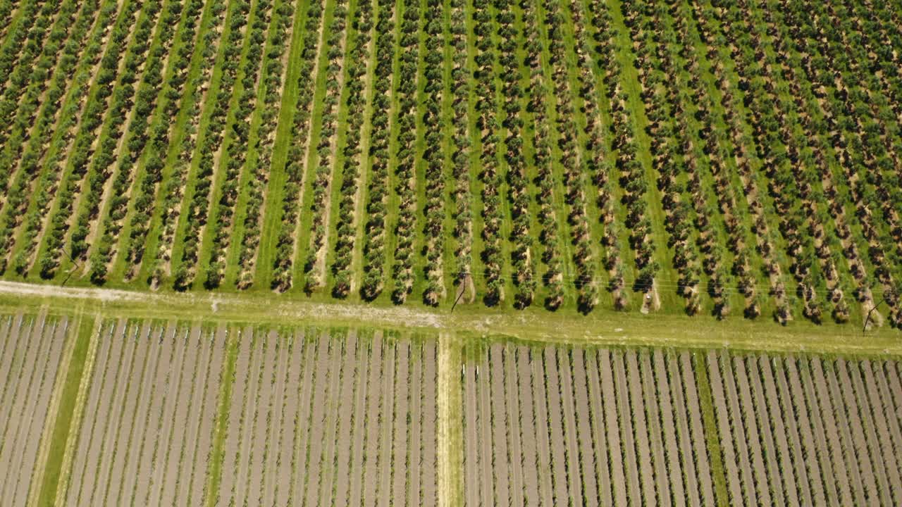 antena de drones de vides de viñedo en filas