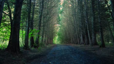 Un-Hermoso-Camino-De-Tierra-Y-Grava-A-Través-De-Un-Bosque-De-Pinos-Con-Luz-Dorada-Durante-El-Verano