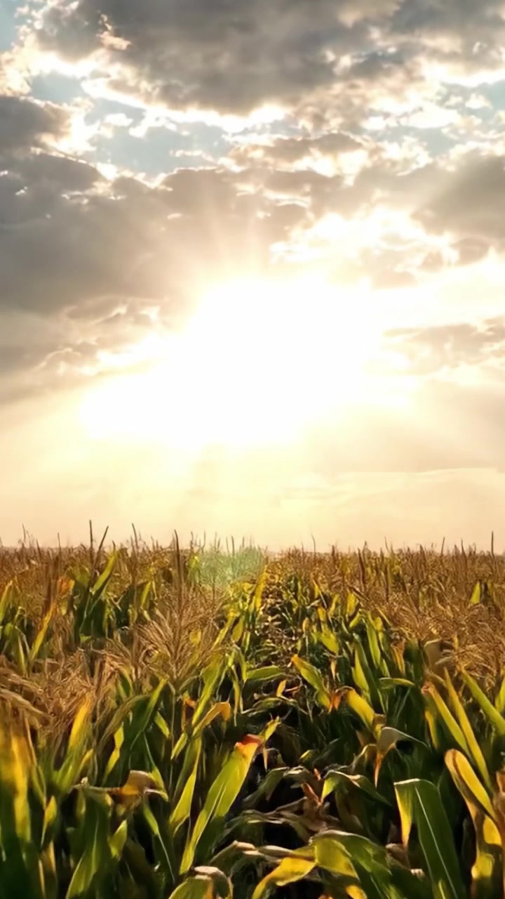 Golden Hour Over Cornfield: A Majestic Landscape of Lush Green Corn Stalks Bathed in Warm Sunset Light, Creating a Serene Farming Scene