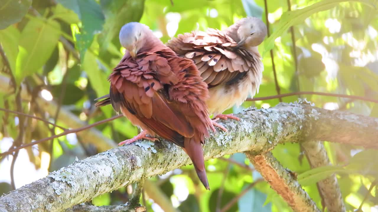 Coppia di tortore terricole rossicce che si puliscono le piume su un ramo d'albero a La Vega, Colombia