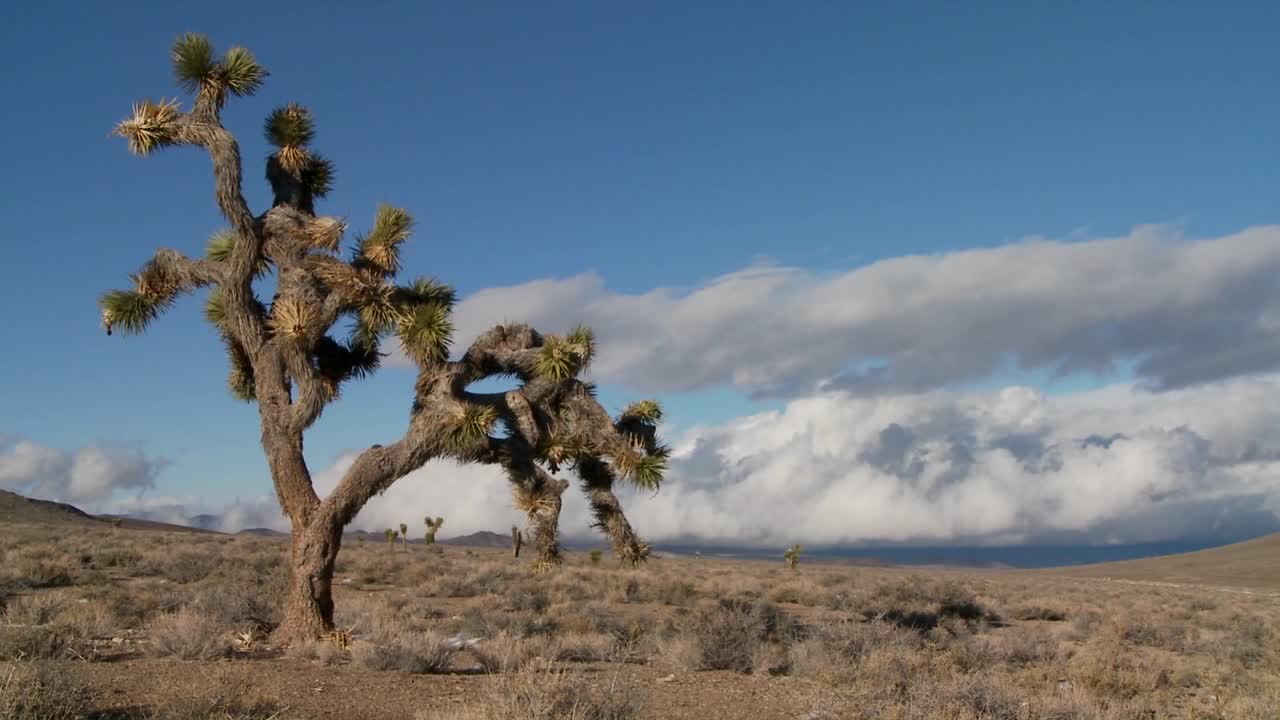 lapso de tiempo de las nubes moviéndose detrás de los árboles de yuca