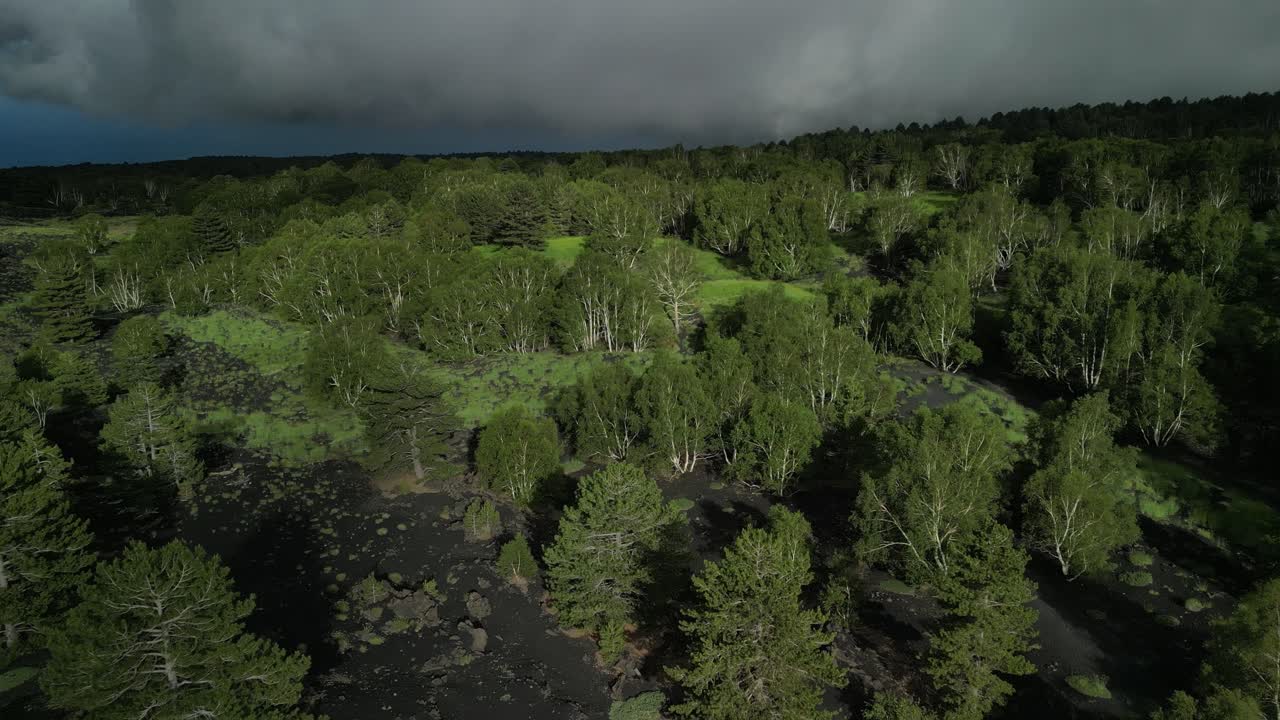 flight over Birch plants in a very dark situation with dark soil, green vegetation, white trunks