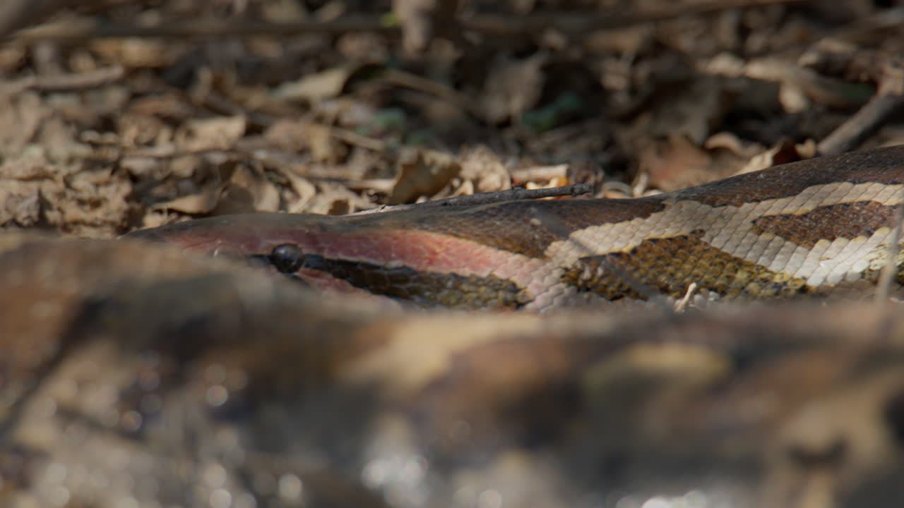 Testa di Python molurus ripresa a livello del suolo che rivela l'intricato motivo delle squame e lo scatto sensoriale della lingua
