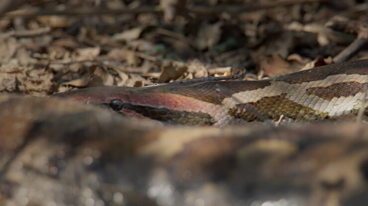 Kop van een Python molurus vastgelegd op grondniveau, wat een ingewikkeld schubbenpatroon en een sensorische tongbeweging onthult