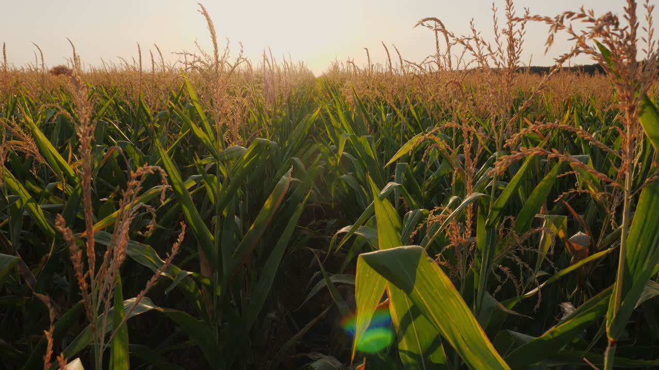 Campo di mais al tramonto