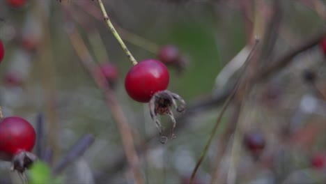 la baya roja en la versión 1 del bosque.