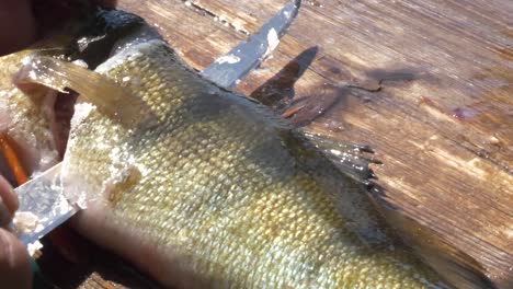 fisherman cutting off fish fillet with knife outdoors in nature, close up