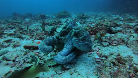 pulpo caminando sobre el arrecife y cazando con su falda y tentáculos