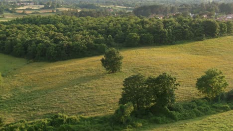 aerial view of a tree in a coloured green field with yellow wildflowers surrounded by forest with city in background