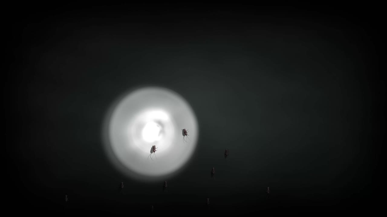 Roaches crawl on wall in flashlight beam, spooky Halloween vibe