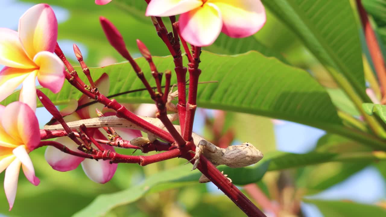 Lucertola che riposa su un vivace ramo di plumeria.
