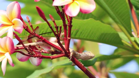 lagarto descansando en una rama de plumeria vibrante