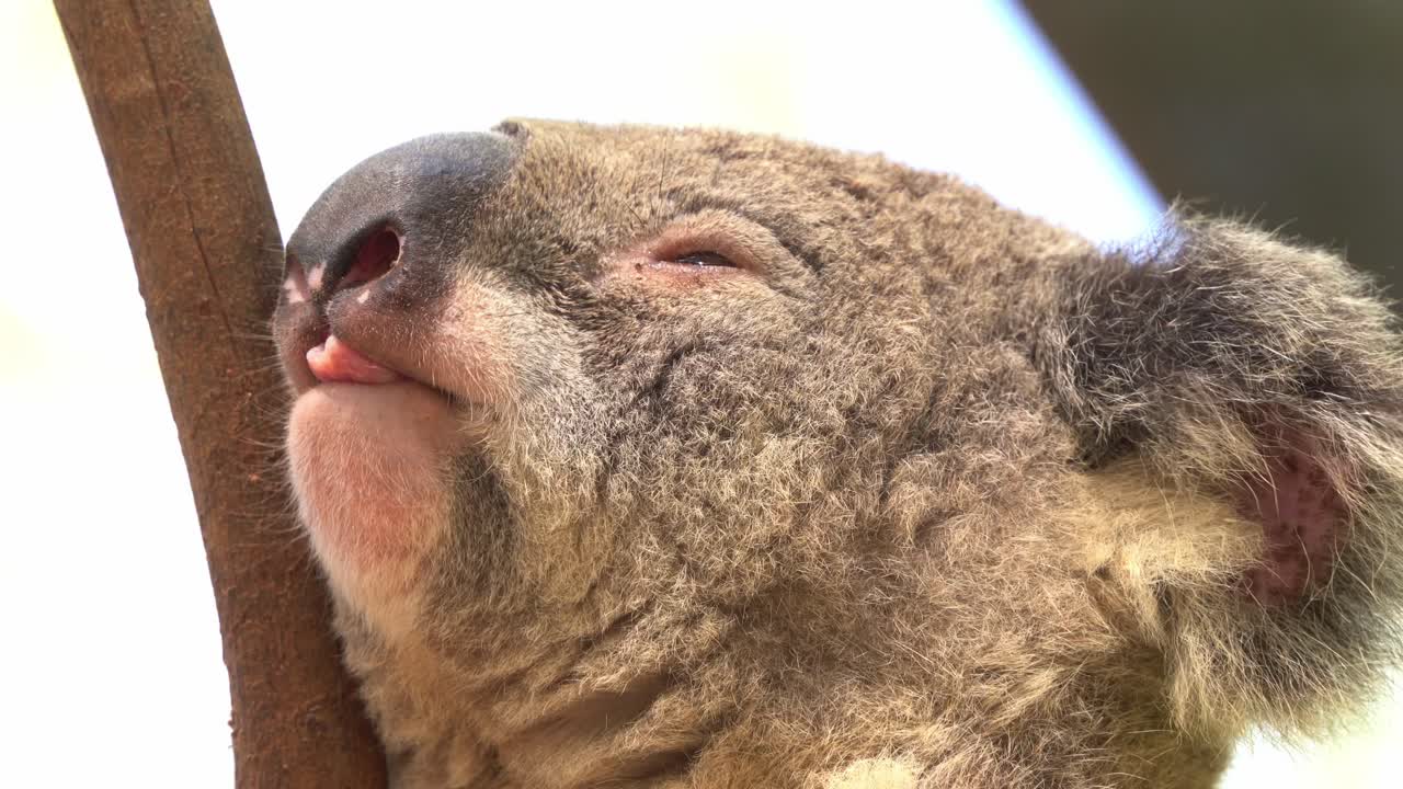 졸린 수컷 코알라, phascolarctos cinereus의 극단적인 클로즈업 헤드 샷은 푹신한 회색 모피 세부 사항과 귀여운 얼굴 표정을 캡처하고 낮에 혀를 내밀고 손으로 들고 움직입니다.