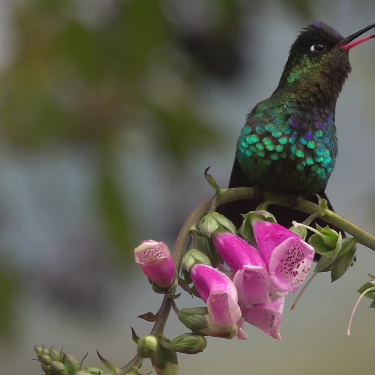 hermosa cámara lenta cerca de colibríes de cabeza violeta en una tormenta en costa rica 1