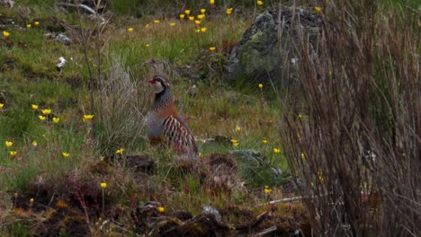 Perdiz-Y-Pequeños-Gorriones-Miran-A-Su-Alrededor-Sentados-En-Un-Campo-De-Hermosas-Flores-Silvestres-Amarillas